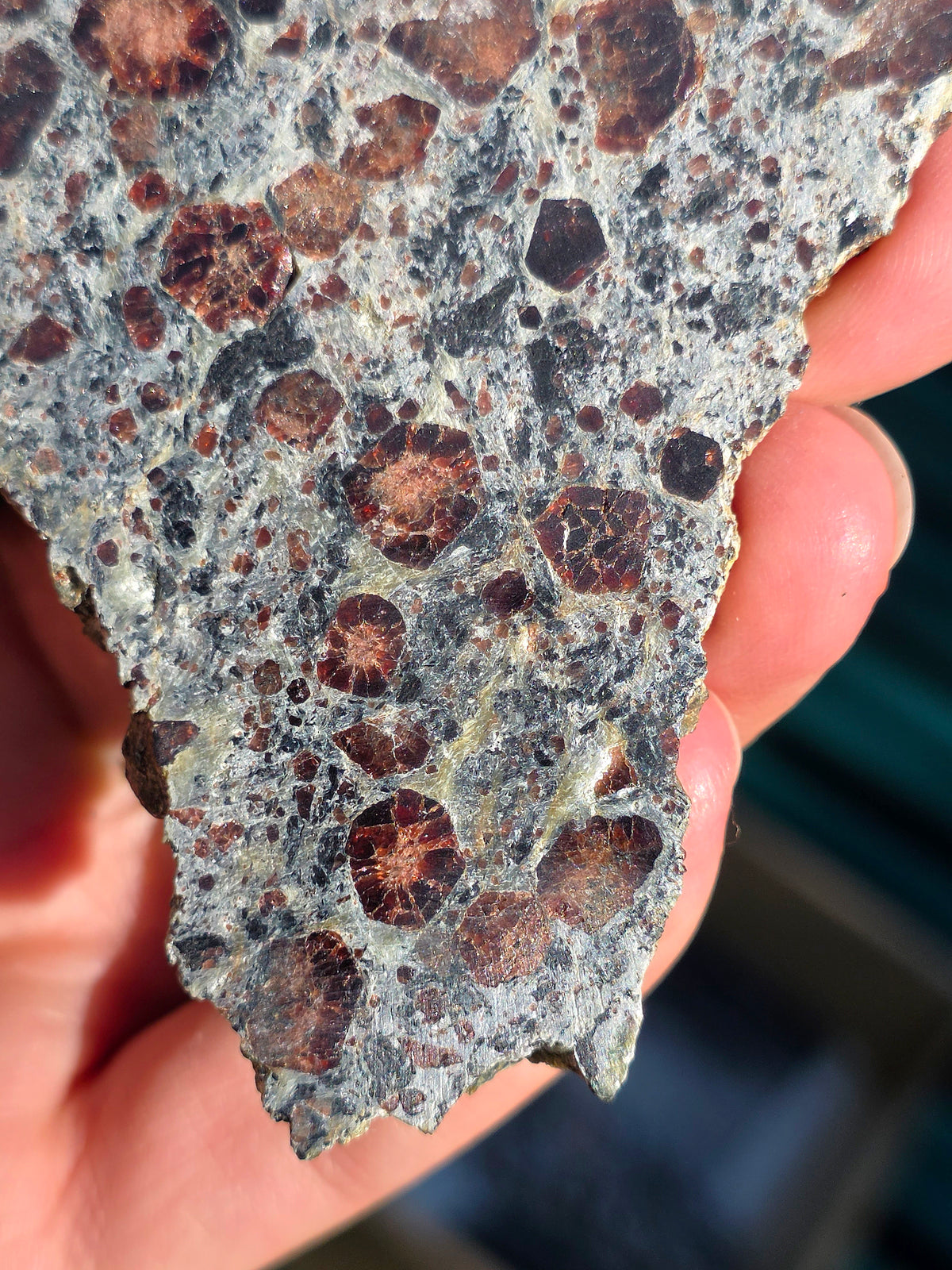 Tranche d'Eclogite à Grenats Pyropes d'Italie.