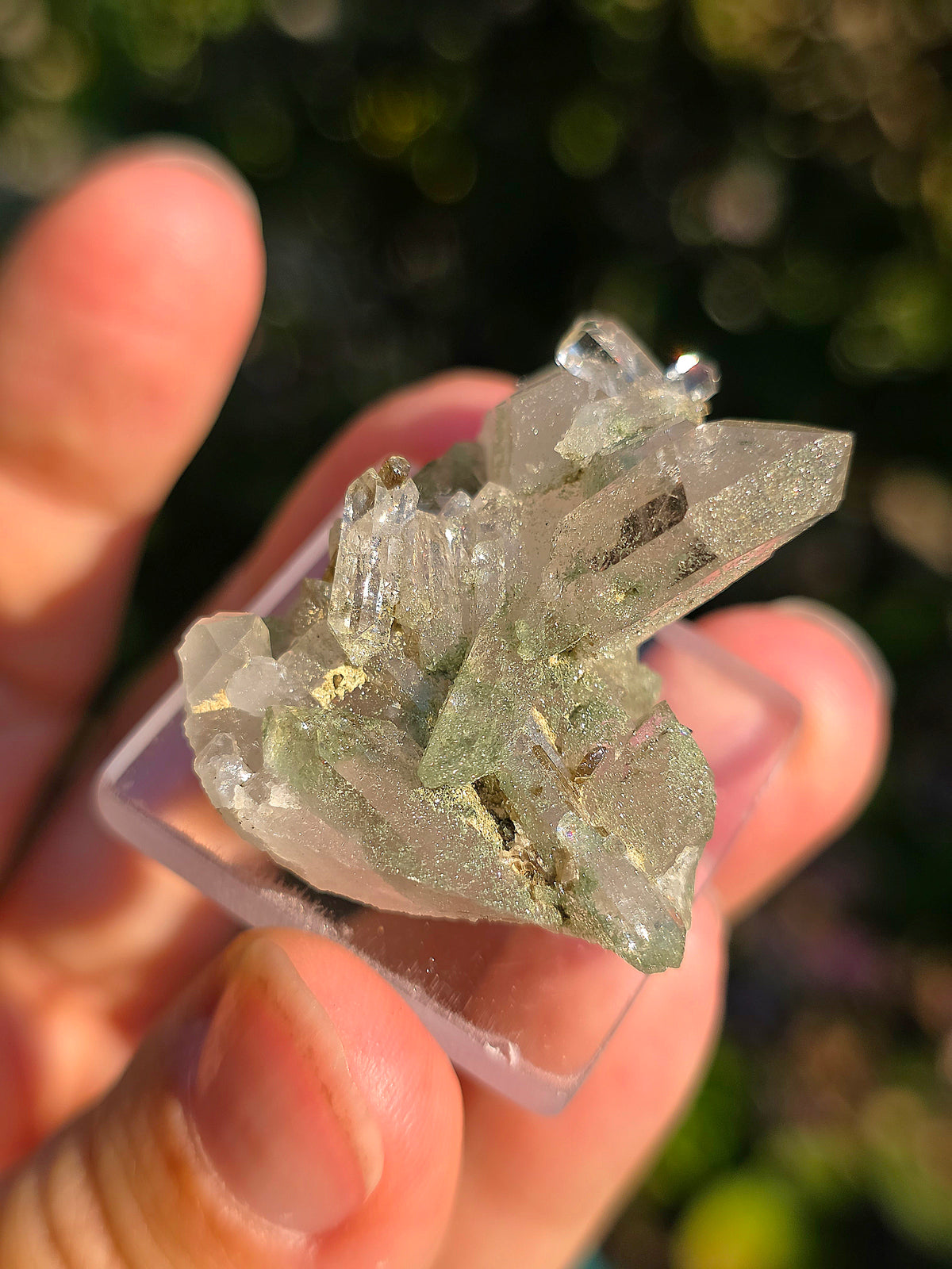 Quartz avec Chlorite et épidote d'Arrens, Pyrénées, France