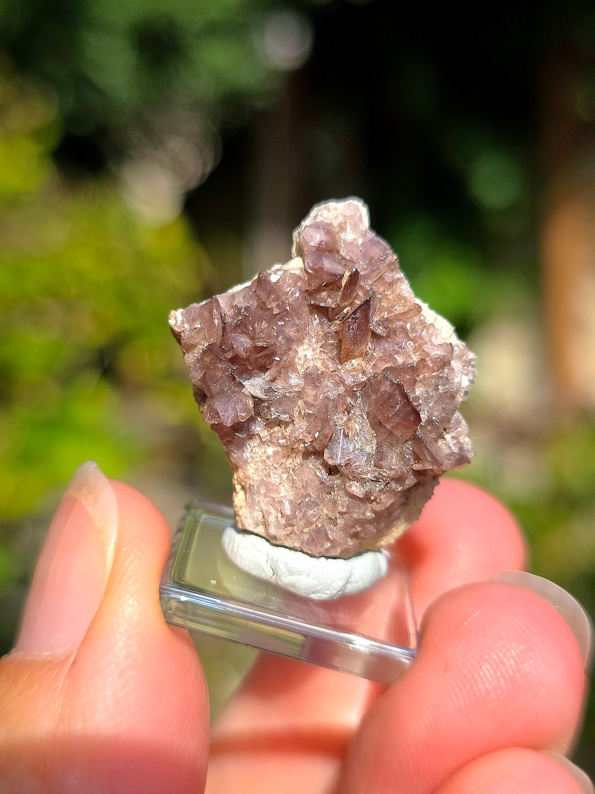 Axinite de Barèges, Pyrénées, France