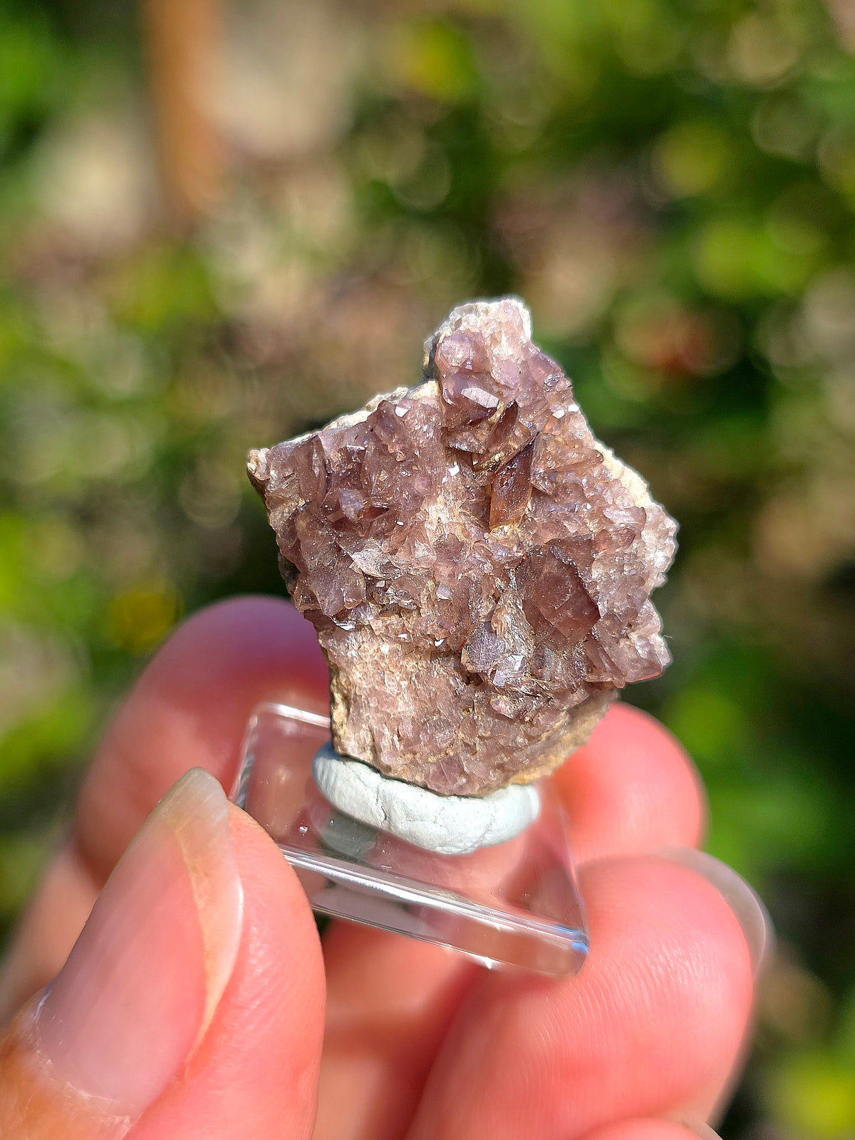 Axinite de Barèges, Pyrénées, France