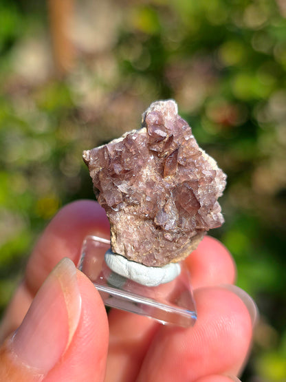 Axinite de Barèges, Pyrénées, France
