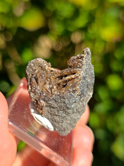 Petite Baryte dans de la Septaria française sur socle