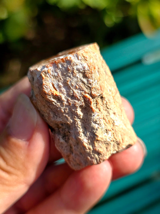 Bois Fossile de Madagascar en rondin
