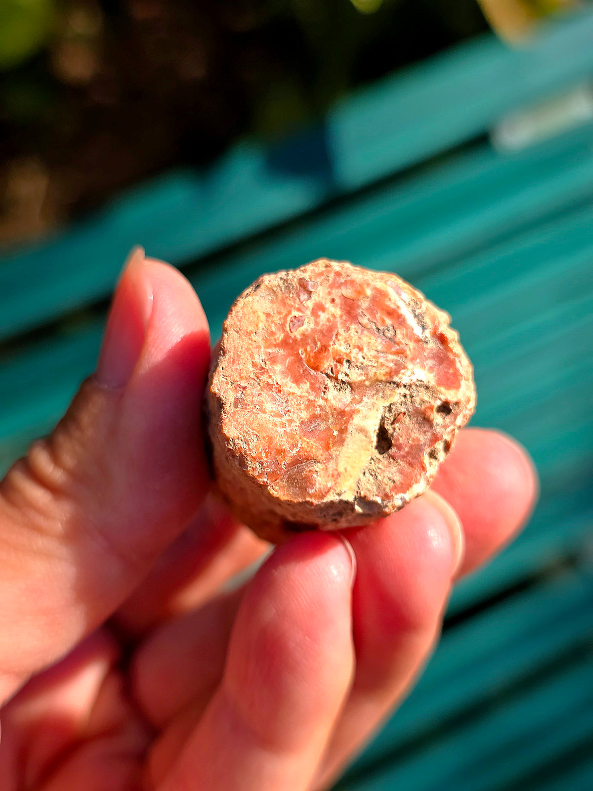Bois Fossile de Madagascar en rondin