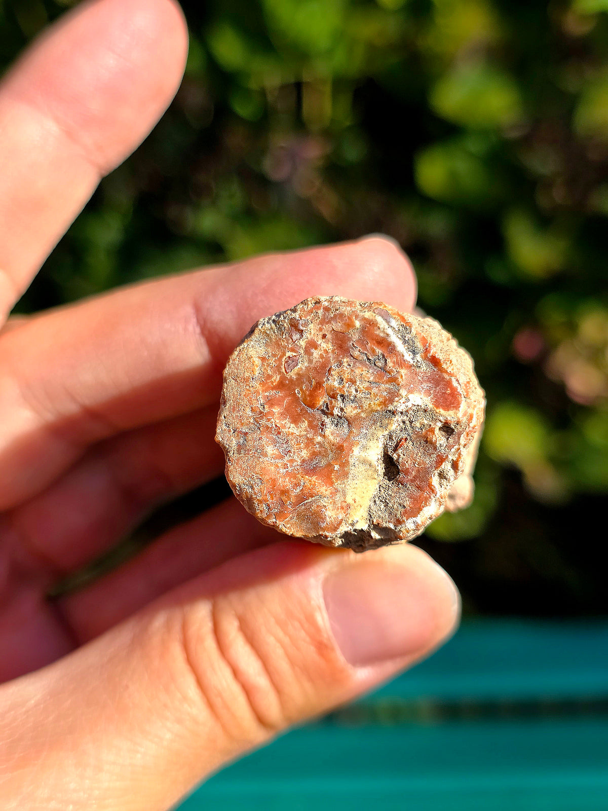Bois Fossile de Madagascar en rondin
