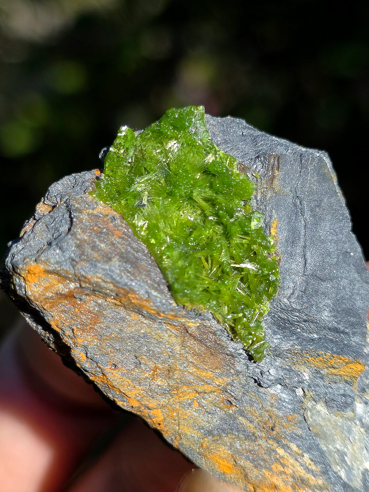 Pyromorphite de la mine de Saint-Salvy dans le Tarn 
