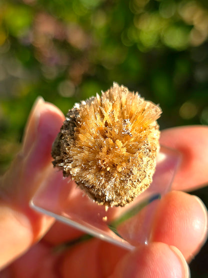 Aragonite aciculaire d'Espagne n°1