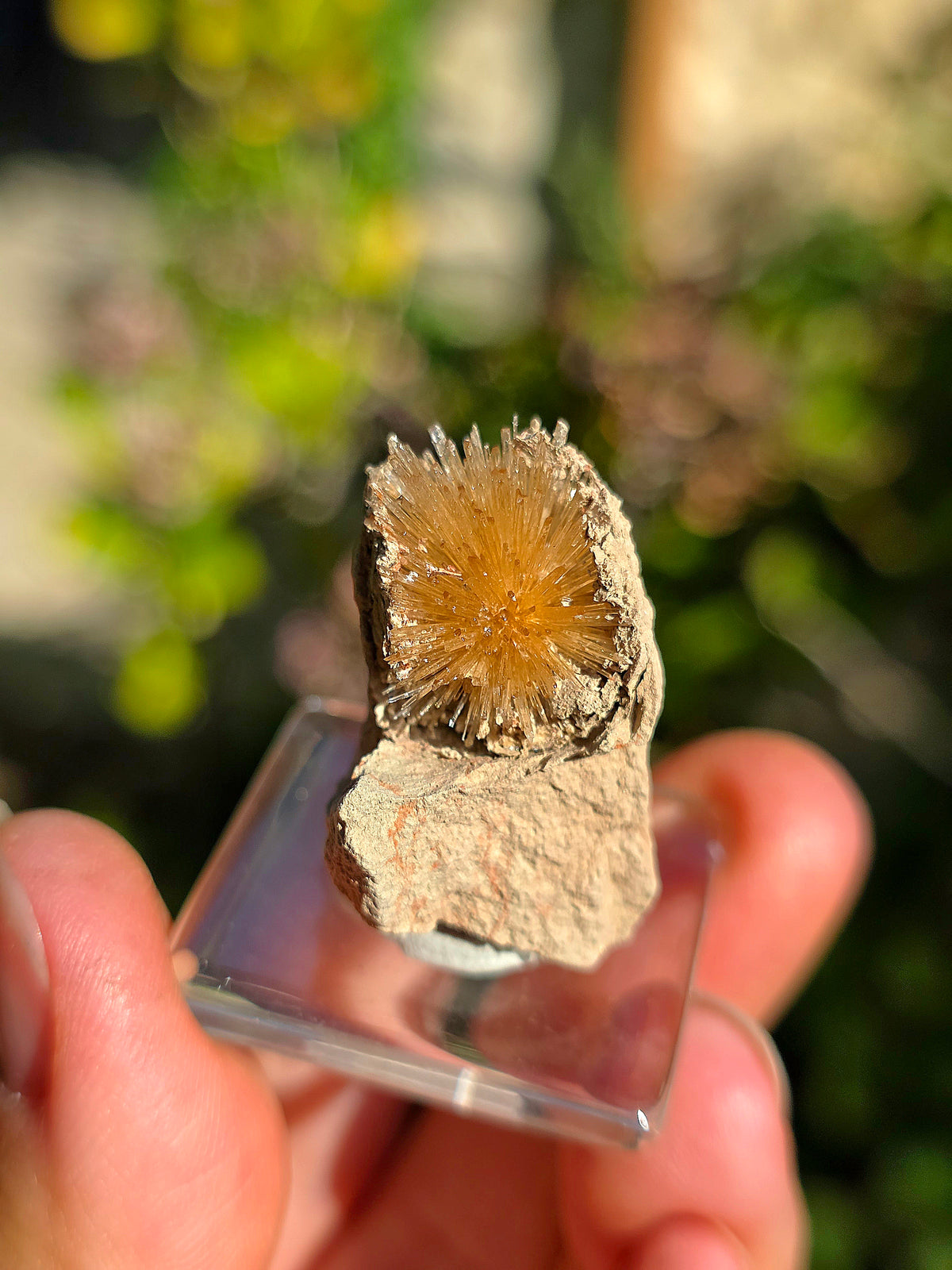Aragonite aciculaire sur sa marne argileuse d'Espagne
