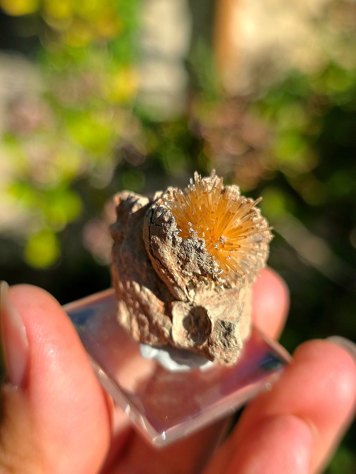 Aragonite aciculaire sur sa marne argileuse d'Espagne