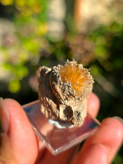 Aragonite aciculaire sur sa marne argileuse d'Espagne