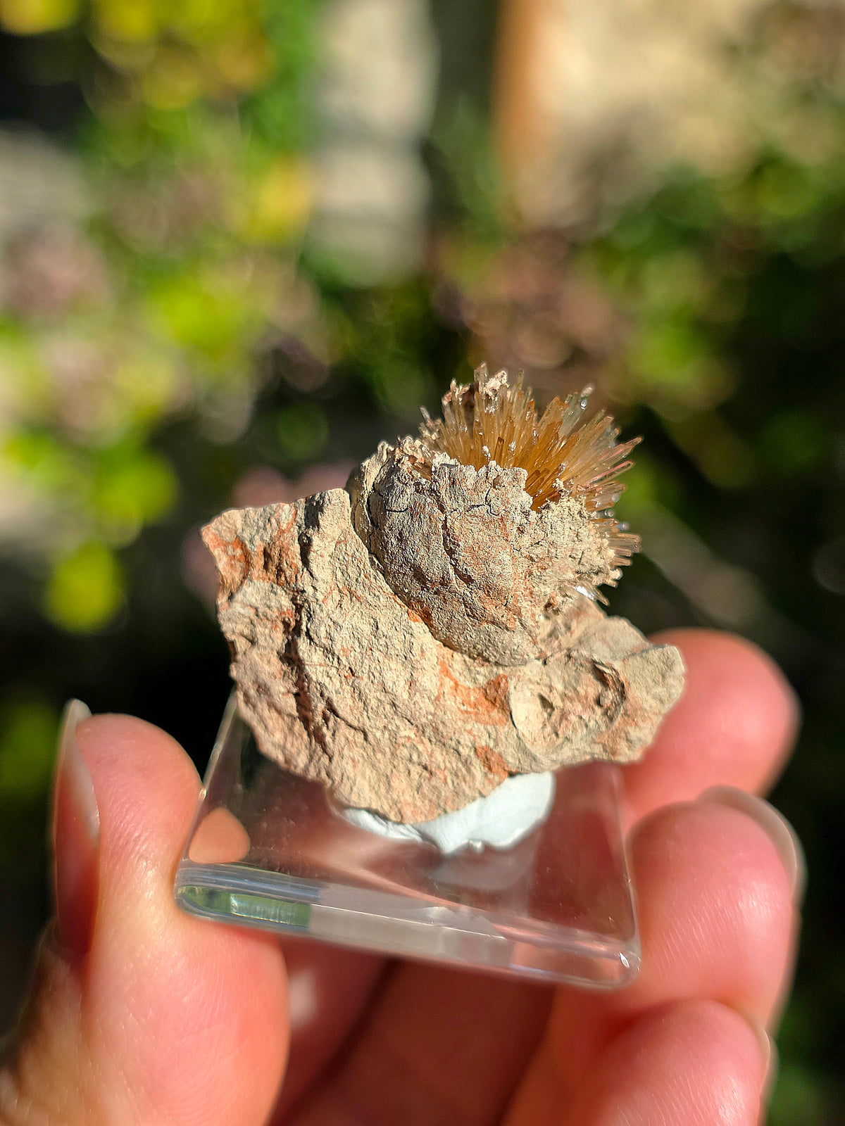 Aragonite aciculaire sur sa marne argileuse d'Espagne