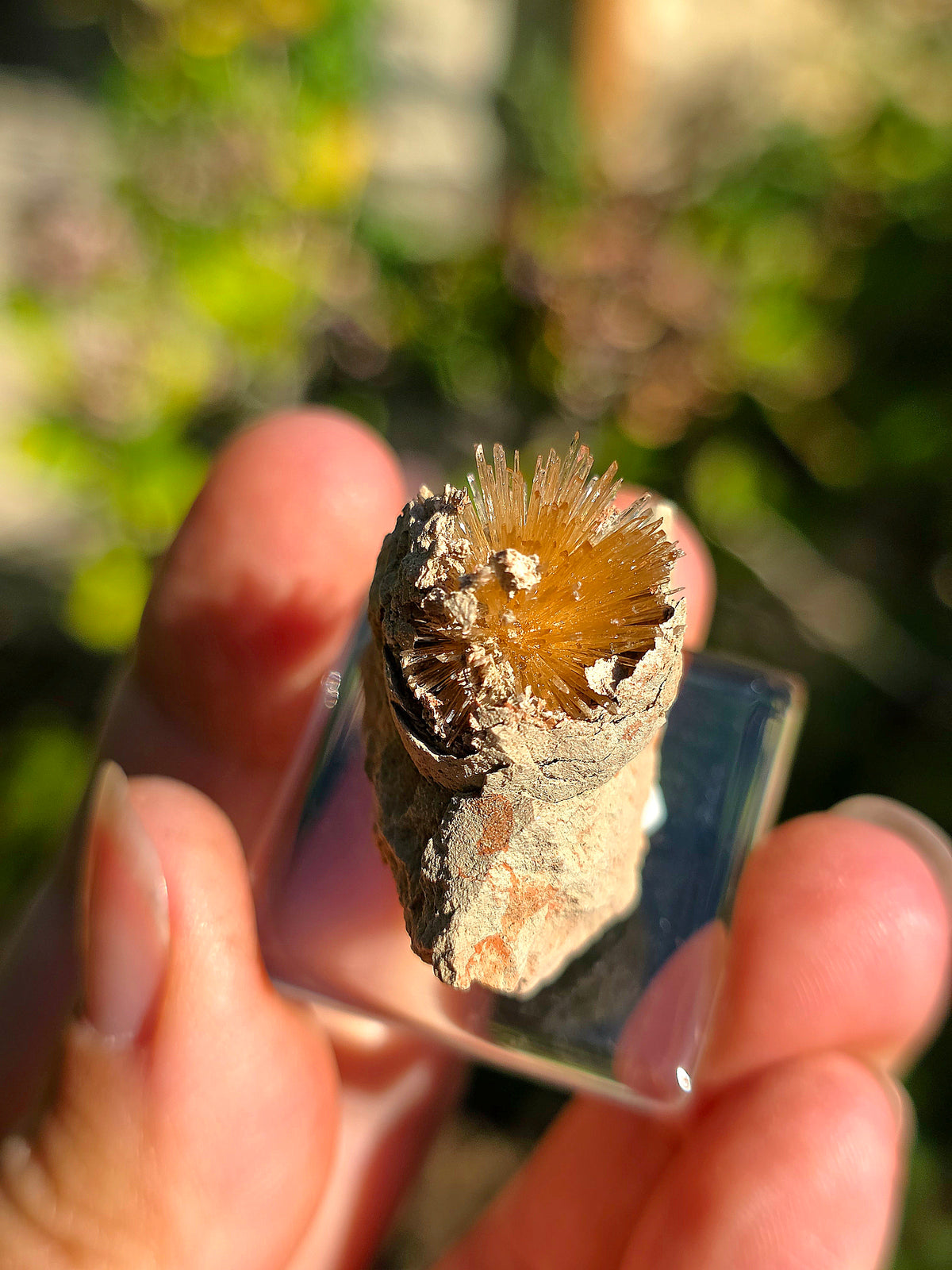 Aragonite aciculaire sur sa marne argileuse d'Espagne