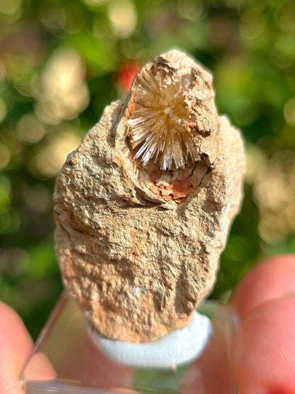 Aragonite aciculaire sur sa marne argileuse d'Espagne