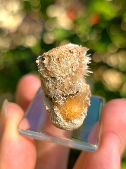 Magnifique Aragonite aciculaire de Tolède