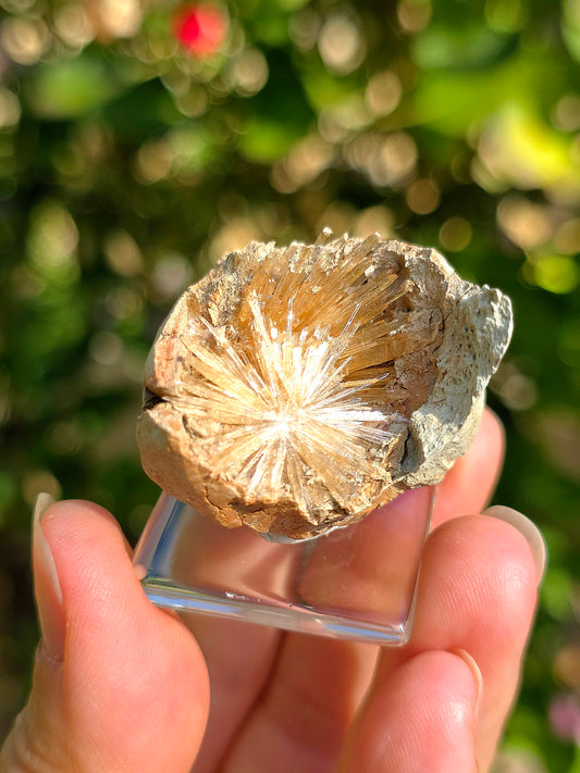 Aragonite aciculaire sur socle d'Espagne