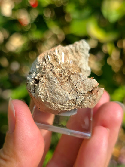 Aragonite aciculaire sur socle d'Espagne