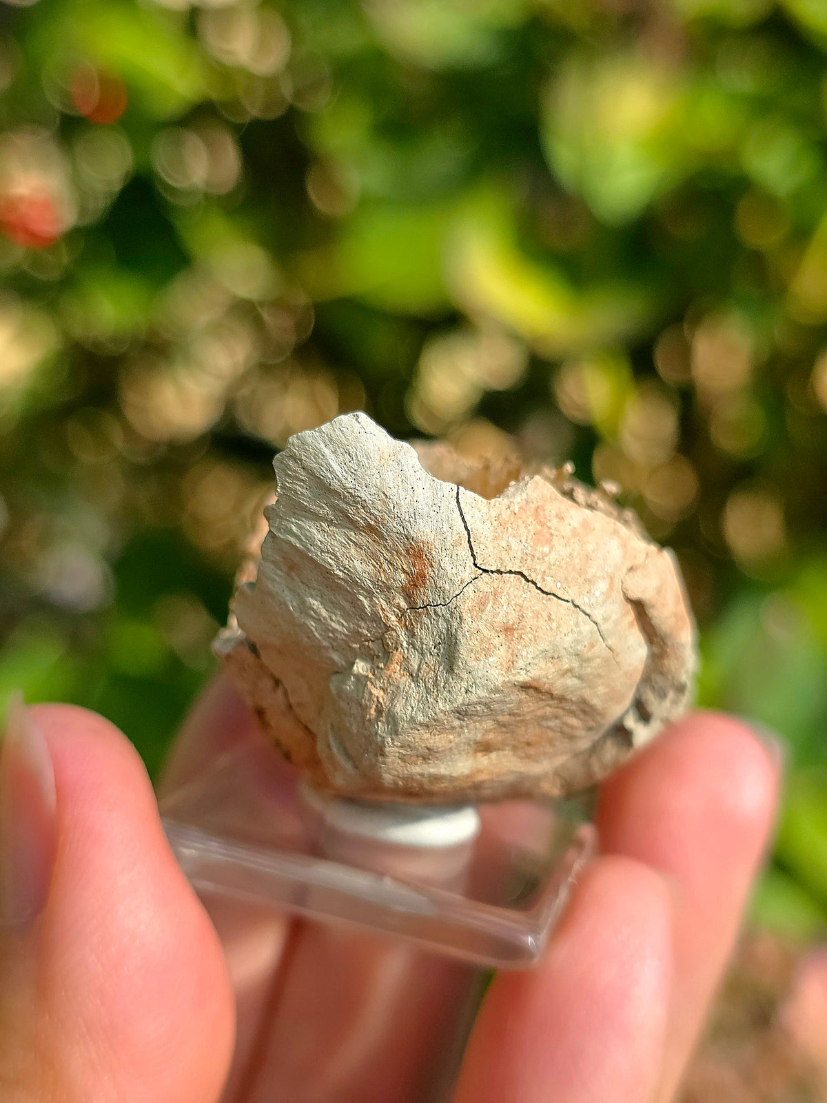 Aragonite aciculaire sur socle d'Espagne
