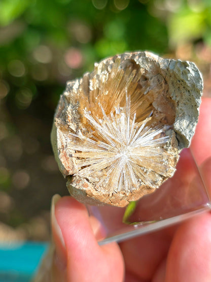 Aragonite aciculaire sur socle d'Espagne