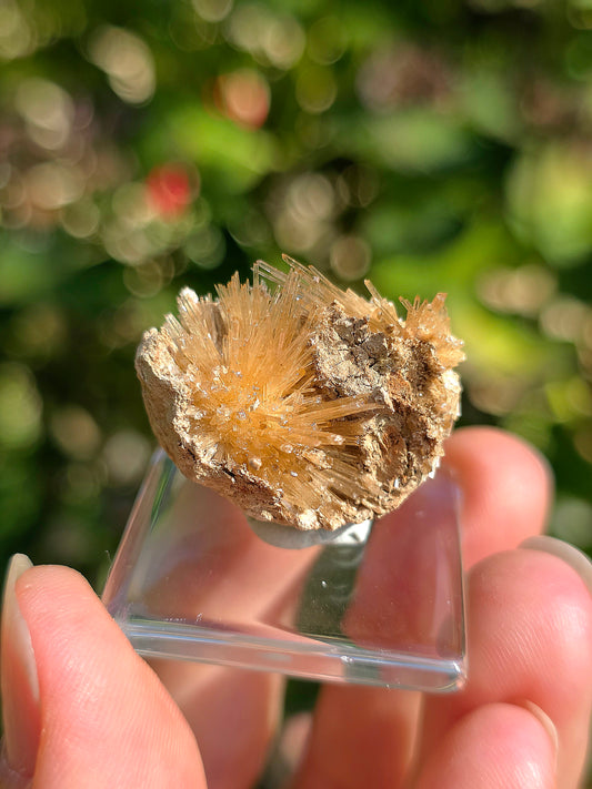 Aragonite aciculaire sur sa marne argileuse de Pantoja