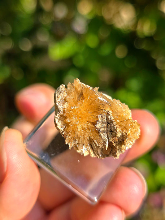 Aragonite aciculaire sur sa marne argileuse de Pantoja