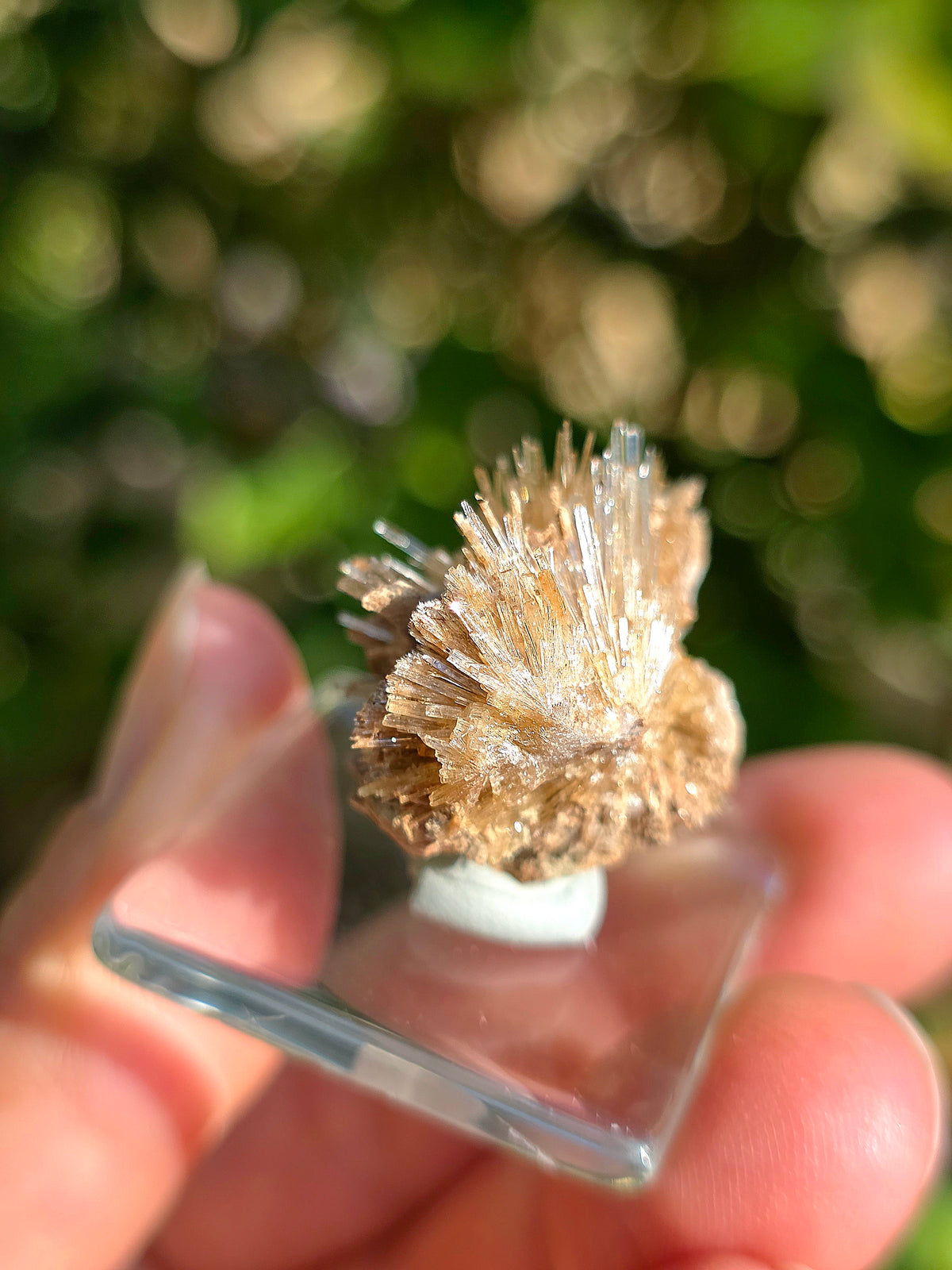 Aragonite aciculaire sur sa marne argileuse de Pantoja