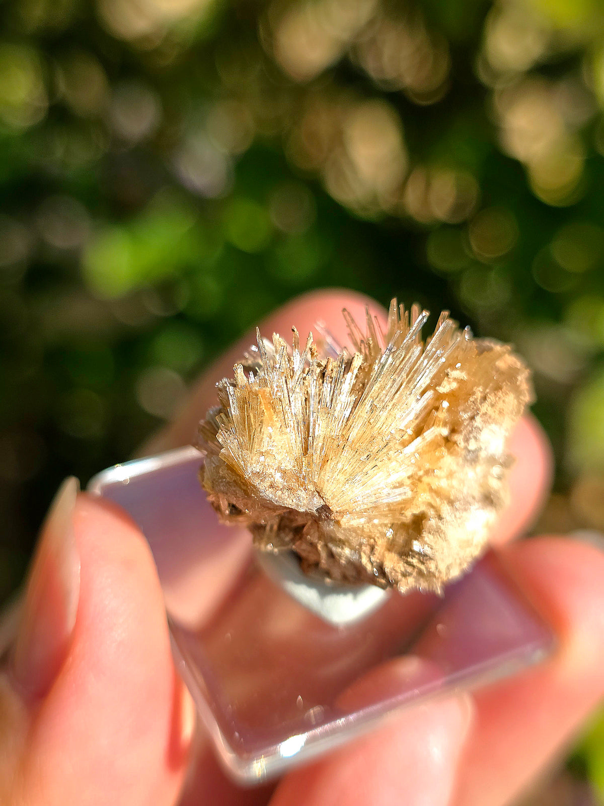 Aragonite aciculaire sur sa marne argileuse de Pantoja
