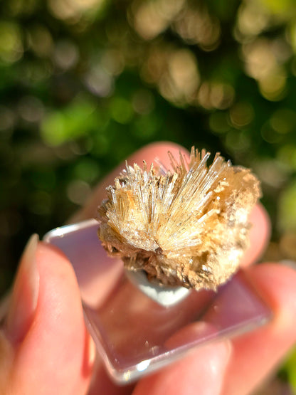 Aragonite aciculaire sur sa marne argileuse de Pantoja