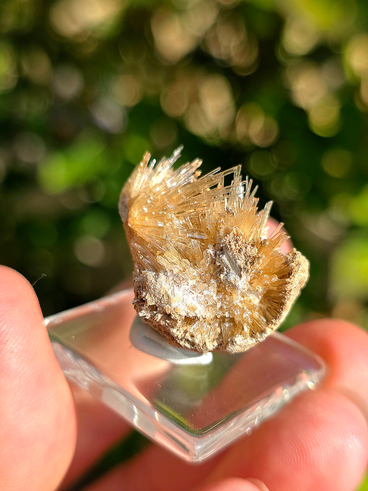 Aragonite aciculaire sur sa marne argileuse de Pantoja