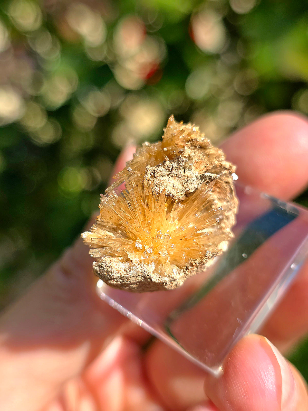 Aragonite aciculaire sur sa marne argileuse de Pantoja