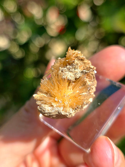 Aragonite aciculaire sur sa marne argileuse de Pantoja