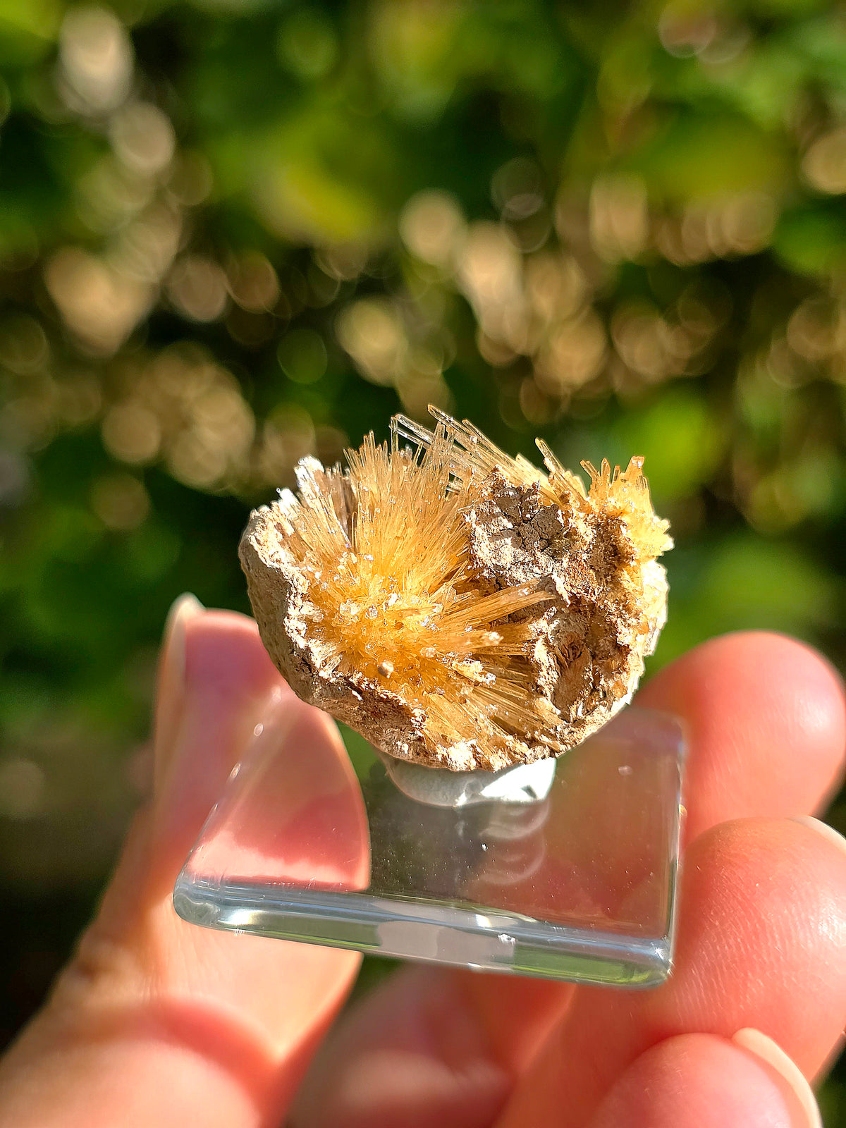 Aragonite aciculaire sur sa marne argileuse de Pantoja