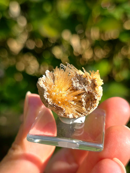 Aragonite aciculaire sur sa marne argileuse de Pantoja