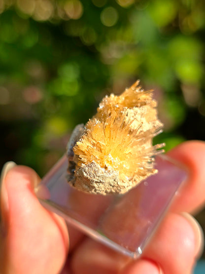 Aragonite aciculaire sur sa marne argileuse de Pantoja