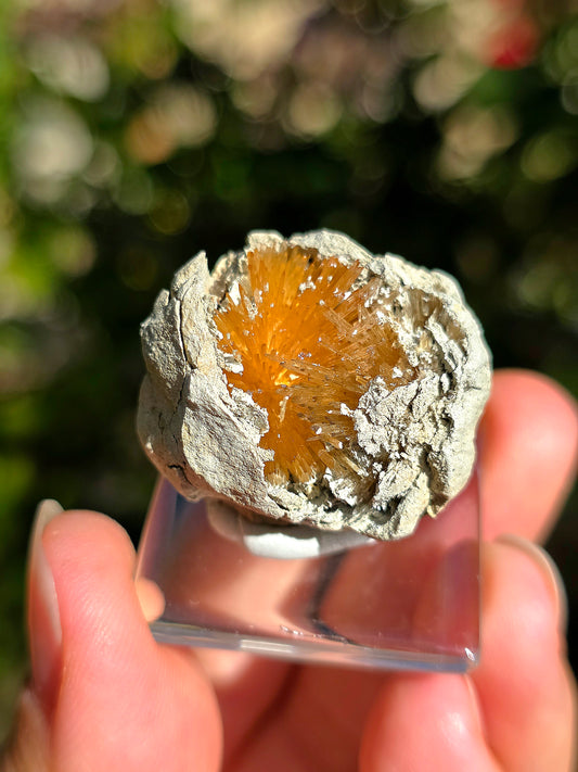 Magnifique Aragonite aciculaire sur socle