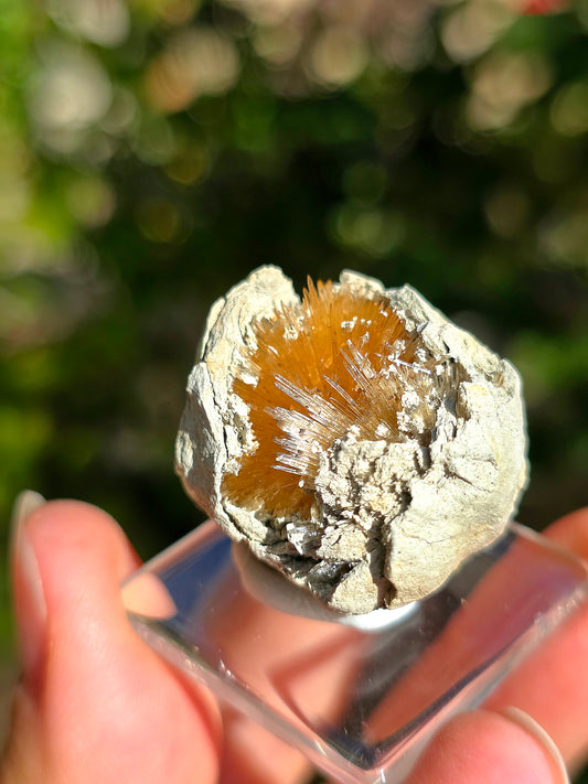Magnifique Aragonite aciculaire
