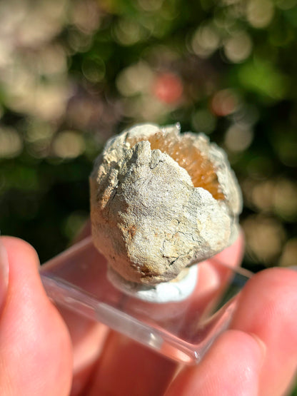 Magnifique Aragonite aciculaire d'Espagne