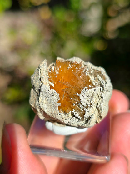 Magnifique Aragonite aciculaire d'Espagne