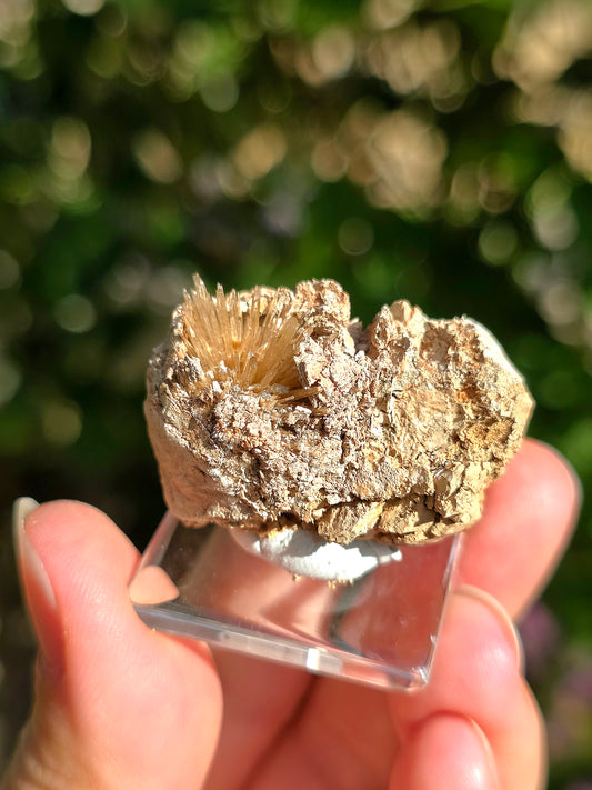 Aragonite aciculaire sur sa marne argileuse de Pantoja