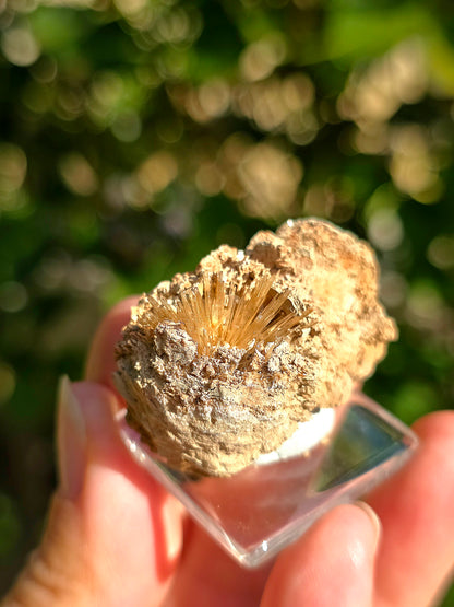 Aragonite aciculaire sur sa marne argileuse de Pantoja