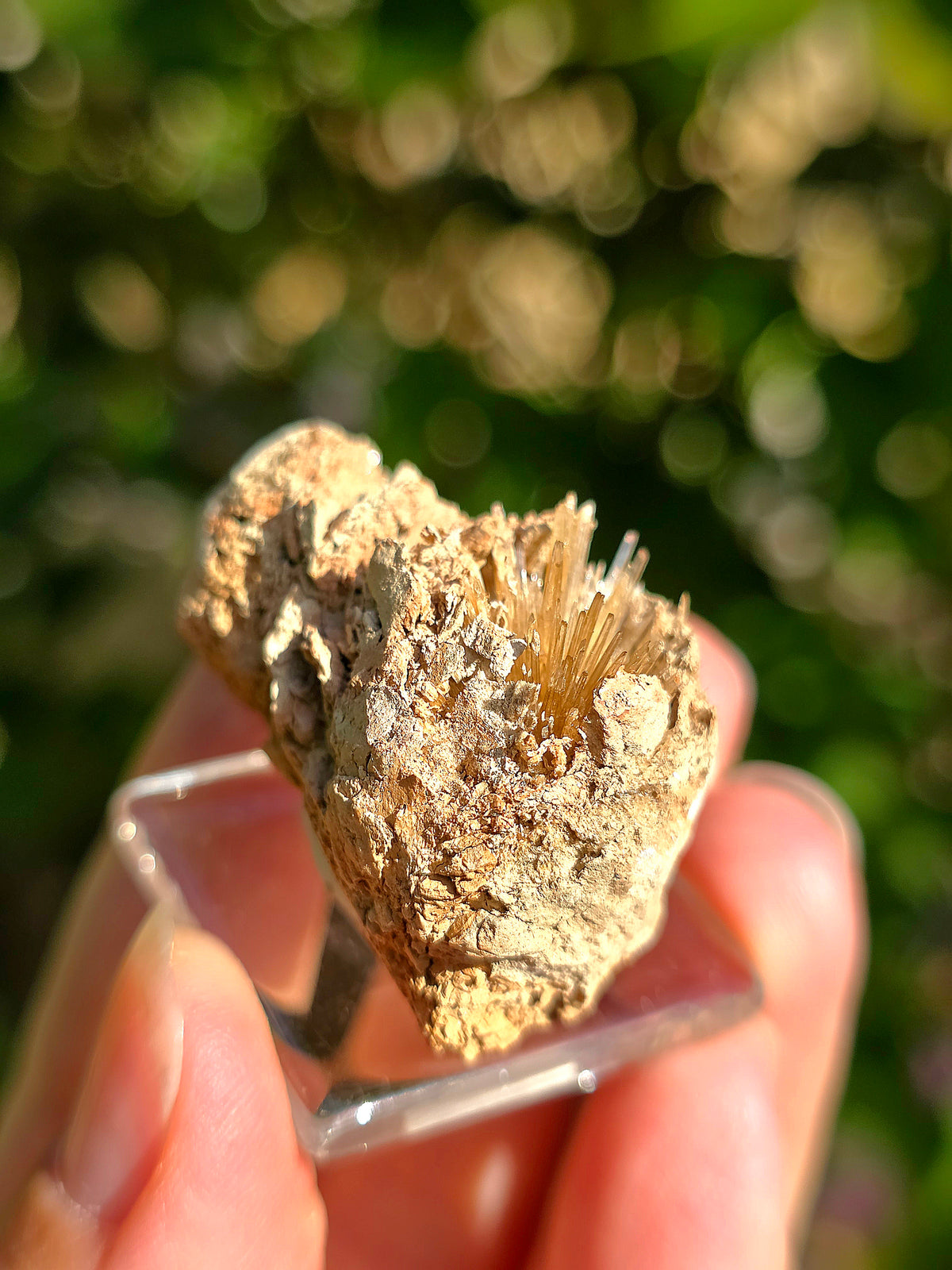 Aragonite aciculaire sur sa marne argileuse de Pantoja