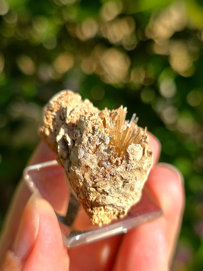 Aragonite aciculaire sur sa marne argileuse de Pantoja