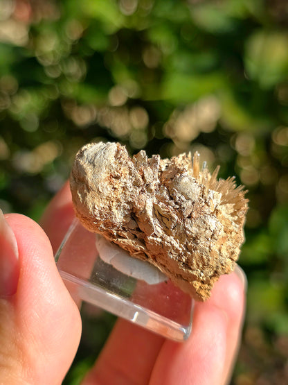 Aragonite aciculaire sur sa marne argileuse de Pantoja