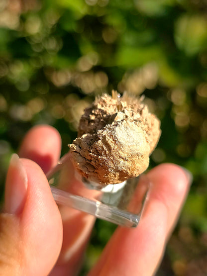Aragonite aciculaire sur sa marne argileuse de Pantoja