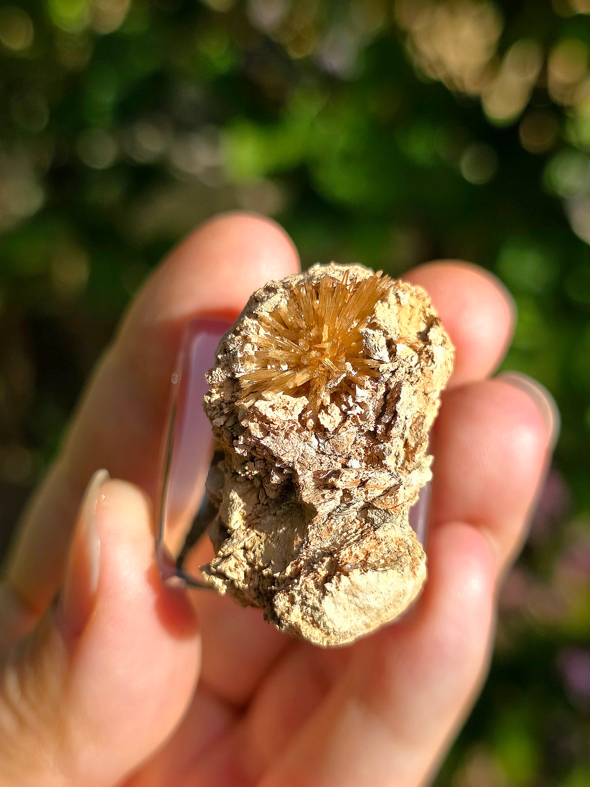 Aragonite aciculaire sur sa marne argileuse de Pantoja