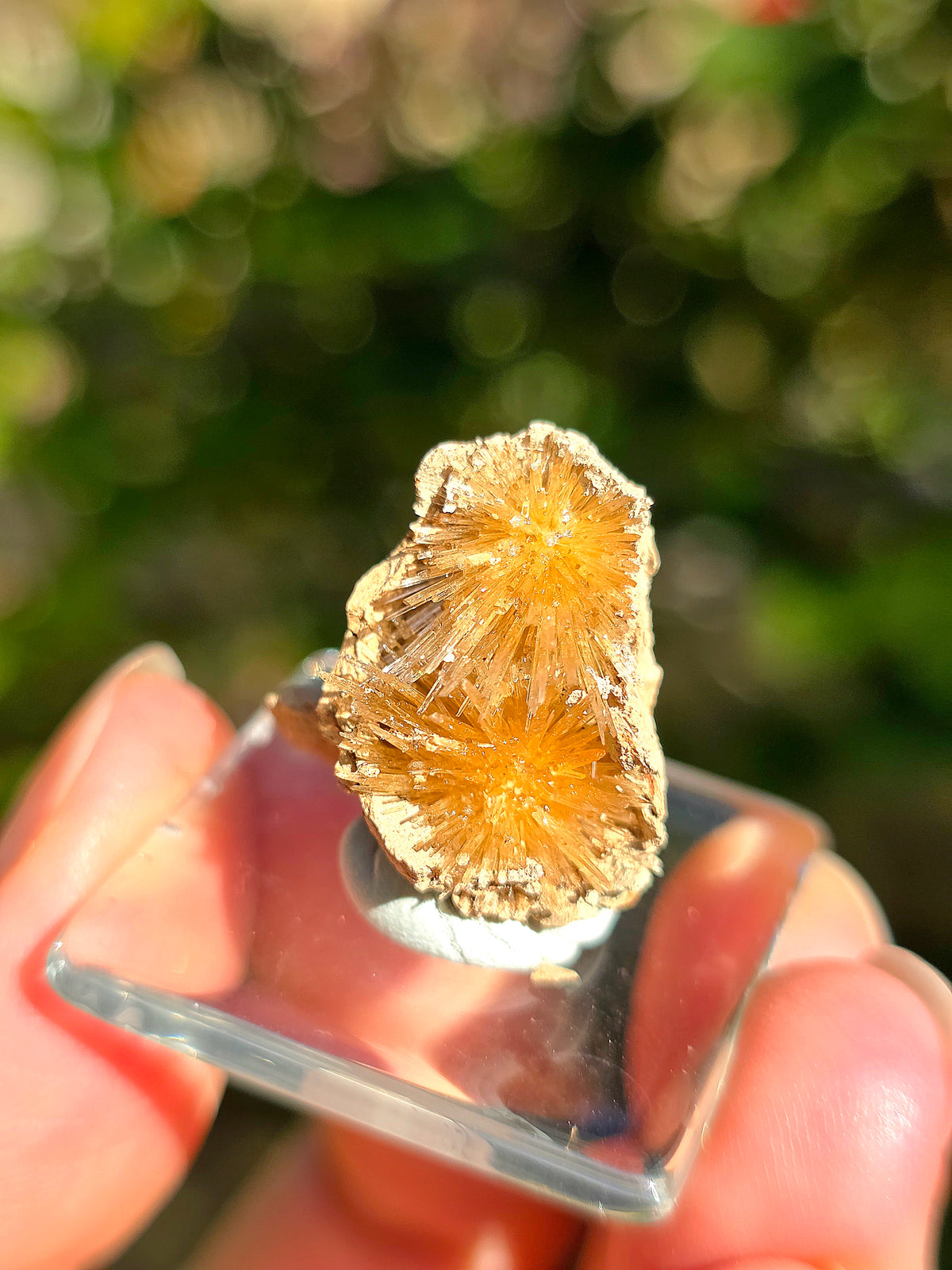 Aragonite aciculaire sur sa marne argileuse d'Espagne