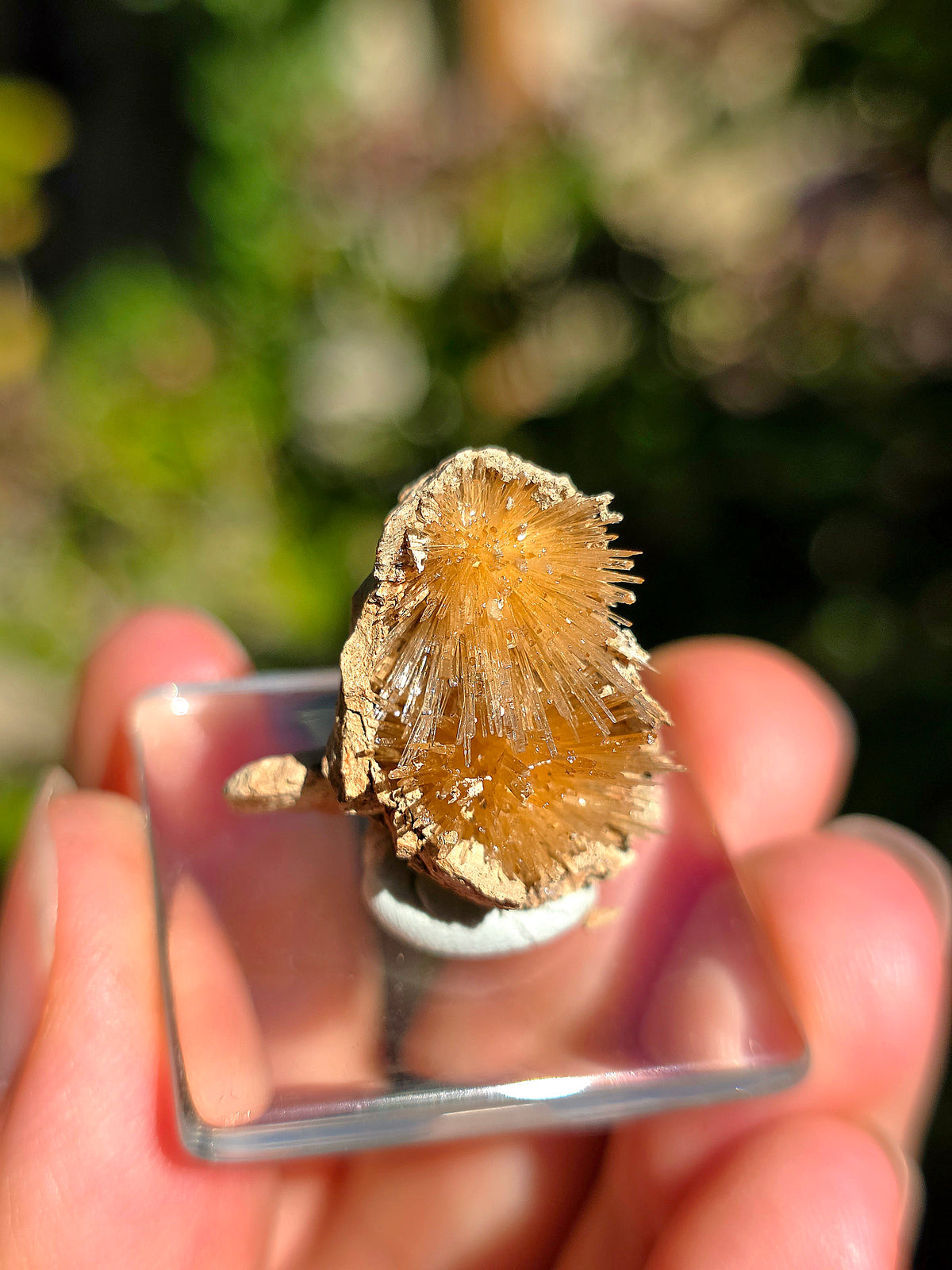 Aragonite aciculaire sur sa marne argileuse d'Espagne
