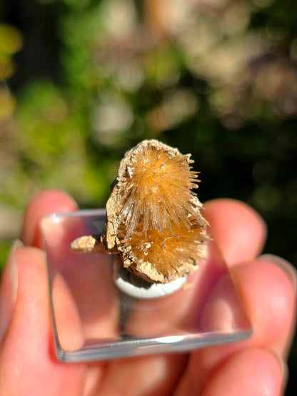 Aragonite aciculaire sur sa marne argileuse d'Espagne