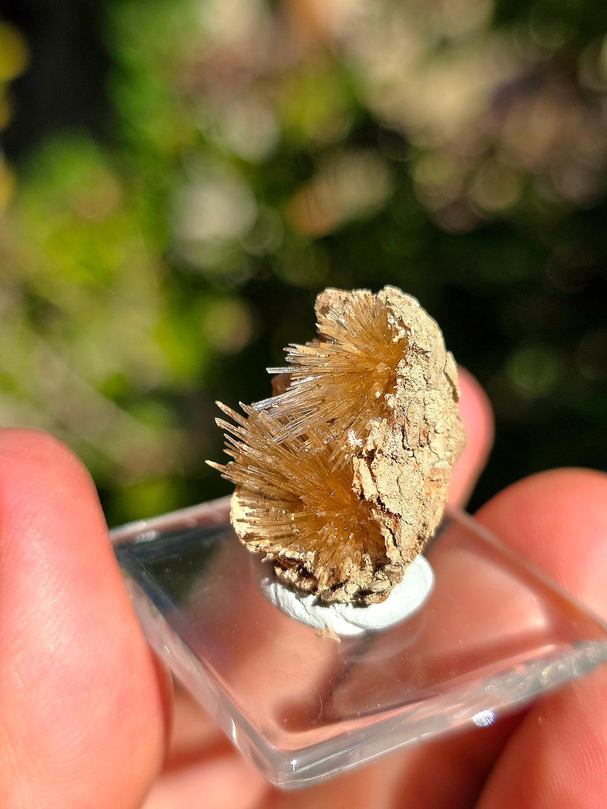 Aragonite aciculaire sur sa marne argileuse d'Espagne