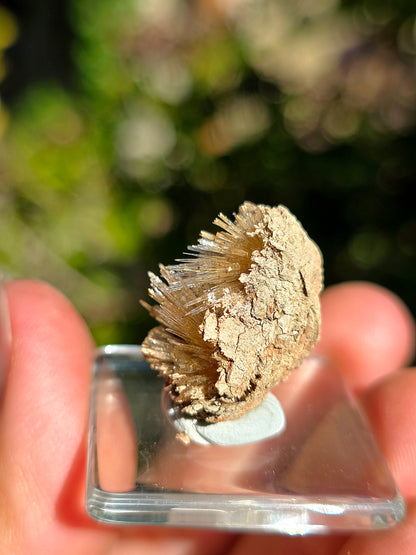 Aragonite aciculaire sur sa marne argileuse d'Espagne