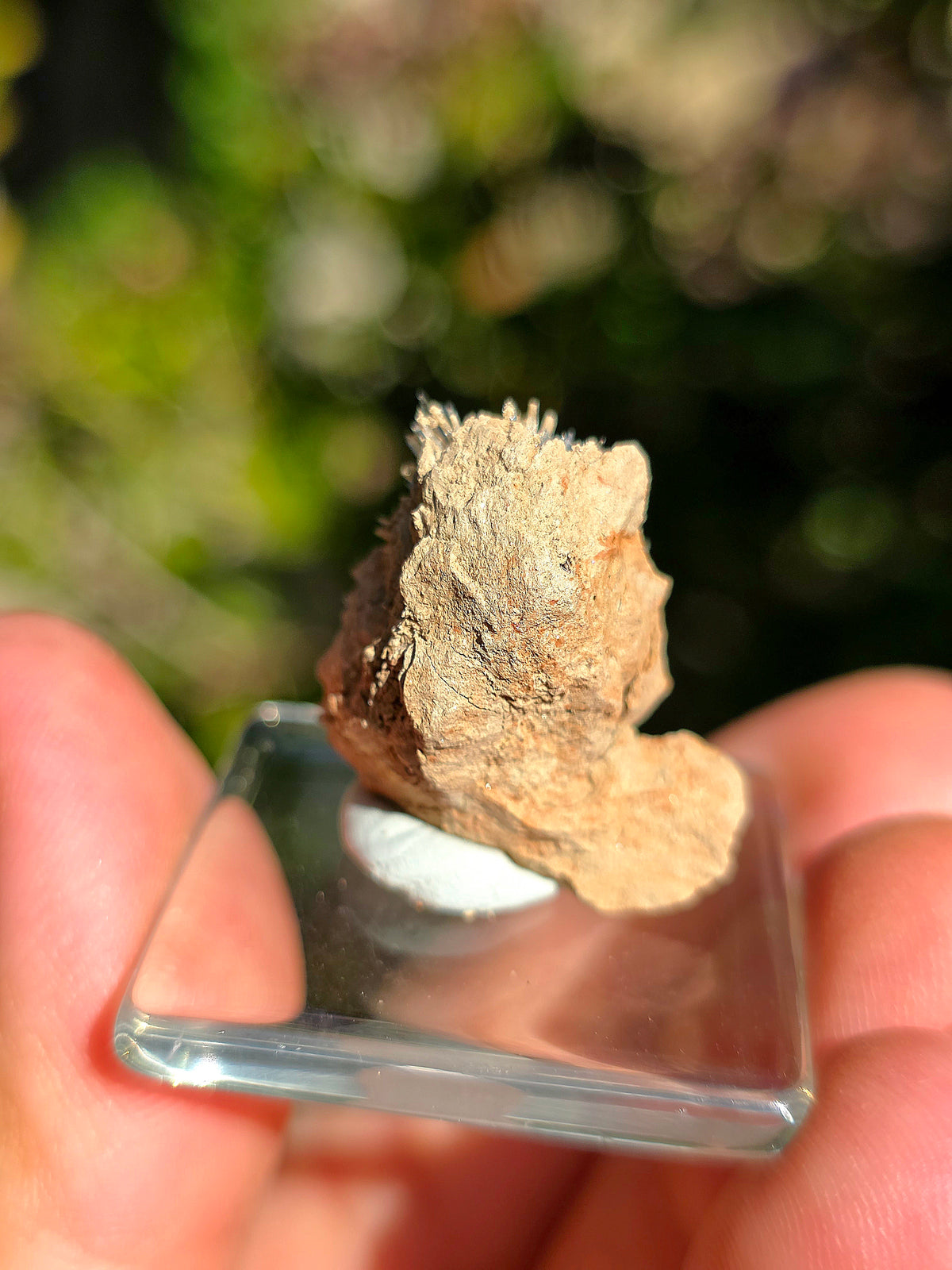 Aragonite aciculaire sur sa marne argileuse d'Espagne